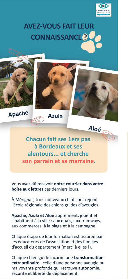 Trois chiots guides Apache, Azula et Aloé en formation